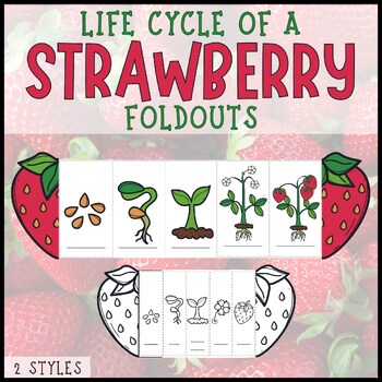 Preview of Life cycle of a strawberry plant foldable sequencing craft summer fruit stages