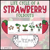 Life cycle of a strawberry plant foldable sequencing craft