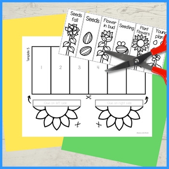 Life cycle of a sunflower foldable sequencing activity cut and paste