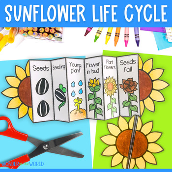 Preview of Life cycle of a sunflower plant foldable sequencing activity cut and paste