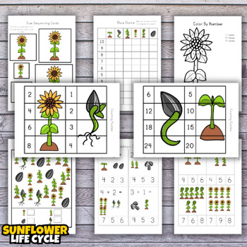 Life cycle of a sunflower worksheet for Kids by Superstar Worksheets