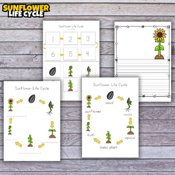 Life cycle of a sunflower worksheet for Kids by Superstar Worksheets