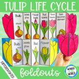 Life cycle of a tulip plant foldable sequencing activity -