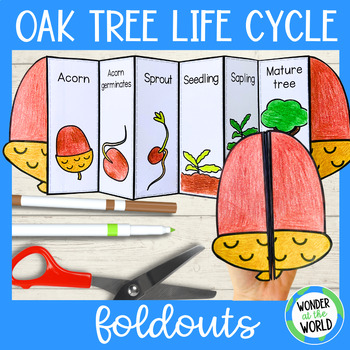 Preview of Life cycle of an oak tree acorn foldable sequencing activity differentiated