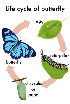 Life cycle of butterfly by montessoribilingual | TPT