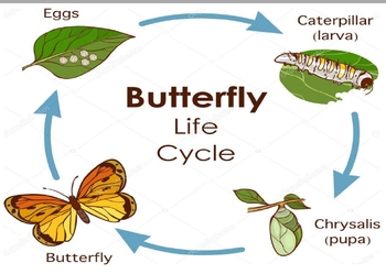 Life cycle of butterfly by Life in little Feet | TPT