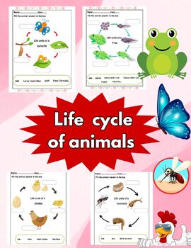 Preview of Life cycle of butterfly, frog, chicken and mosquito