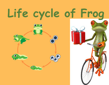 Preview of Life cycle of frog