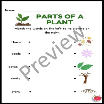 Life cycle of plants and parts of a plant-Bundle by Primarystem | TPT