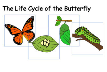 Life Cycle of a Butterfly by Janna Romani | TPT