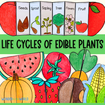 Preview of Life cycles of edible plants foldable sequencing activities big bundle