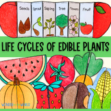 Life cycles of edible plants foldable sequencing activitie
