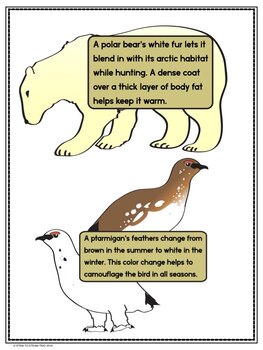arctic tundra animals and plants