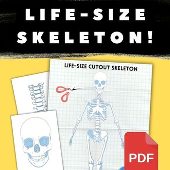 Preview of Life-Size Skeleton Cutout Activity! Perfect for Anatomy & Halloween!