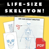 Life-Size Skeleton Cutout Activity! Perfect for Anatomy & 