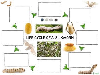 Preview of Lifecycle of A Silkworm Poster