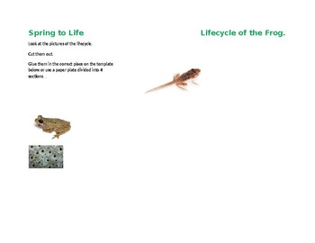 Preview of Lifecycle of Frog