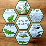 Lifecycle of a Frog