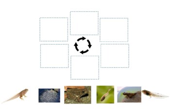 Preview of Lifecycle of a Frog Distance Learning Lesson