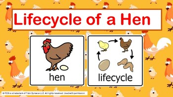 Preview of Lifecycle of a Hen Sensory Story and Activities- PMLD/ Autism/ PCS/ Boardmaker