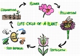 Lifecycle of a Plant Poster