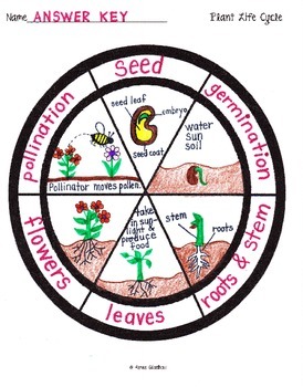 Plant Life Cycle Wheel Printable