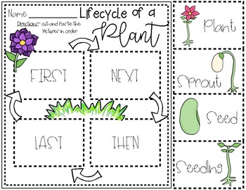 Lifecycle of a Plant Worksheet by The Crafty Creative Homeschool