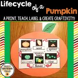 Lifecycle of a Pumpkin Craftivity | Pumpkin Lifecycle | Pu
