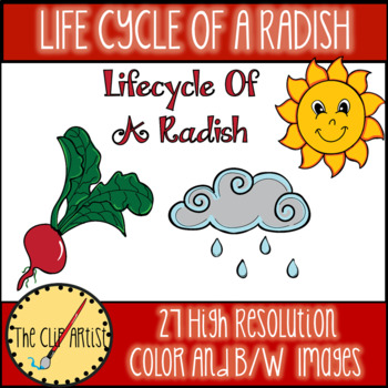 Preview of Life Cycle of a Radish Clip Art