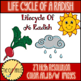 Life Cycle of a Radish Clip Art