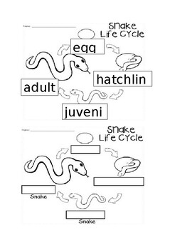 Preview of Lifecycle of a Snake