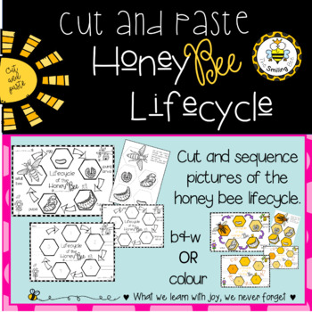 The Honey Bee Lifecycle