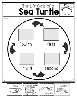 Science Life Cycles {Print and Go} for Kindergarten and First Grade