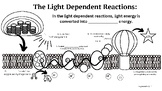 Light-Dependent Reactions Coloring Sheet