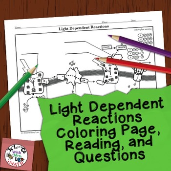 Preview of Photosynthesis Activity: Light Dependent Reactions Coloring Page
