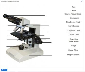 Light Microscope - Drag and Drop by AM Interactive Design | TpT