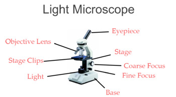 Preview of Light Microscope Vocabulary and Procedure