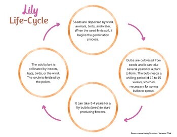 Lily Life-Cycle Montessori 3-Part Cards & Spinner – Learning with Play