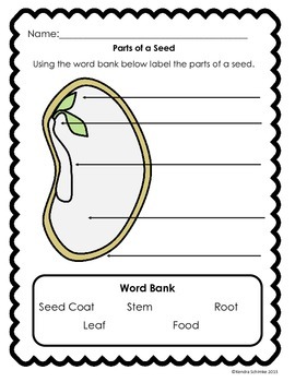 Lima Bean Dissection and Plant Quiz by Mrs Schimke | TpT