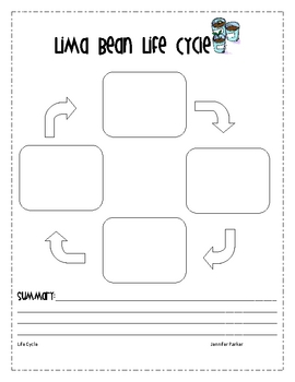 Lima Bean Life Cycle by Mrs. Parkers Second Grade | TpT