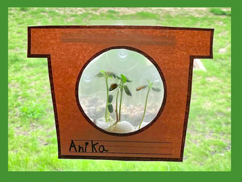 Preview of Sunflower Window Bag Plant Planter -Quickly grow seed in a bag Earth Day Spring