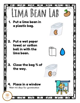 Preview of Lima Bean in Bag Experiment Instructions *FREEBIE*