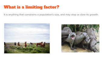 limiting factors examples biology