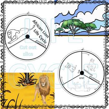 Lion, African (Life Cycle Spinner) by Donna Thompson | TpT