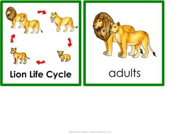 Lion Life Cycle and Parts of the Lion 3 Part Cards Blackline Masters