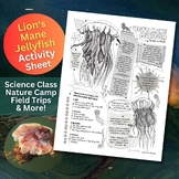 Lion's Mane Jellyfish - Cyanea capillata - Activity Page