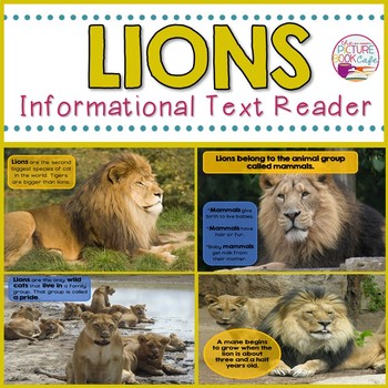 Reader: Lions Informational Text Reader by The Picture Book Cafe