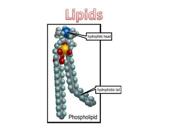 Preview of Lipid PowerPoint (+ free internet worksheet)