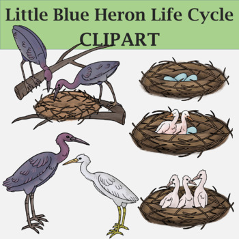 Preview of Little Blue Heron Life Cycle - Bird Clip Art