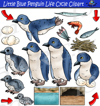 Preview of Little Blue Penguin Life Cycle Clipart - Fairy Penguin